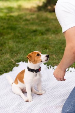 Şirin Jack Russell Terrier köpek yavrusu güneşli bir günde park sahibinin emirlerini yerine getiriyor. Modern yaşam tarzı ve mutlu ev hayvanları yaşam konsepti