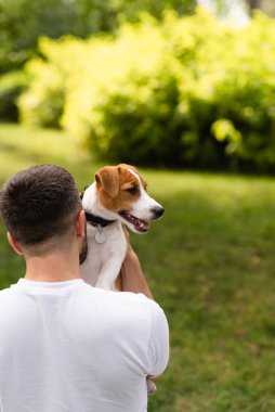Güneşli bir günde Jack Russell Terrier 'a bakan bir adam. Mutlu hayvanlar yaşam konsepti