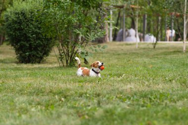 Güneşli bir günde parkta top oynayan mutlu Jack Russell Terrier köpeği. Jack Russell Terrier köpeği dışarıda koşuyor ve oynuyor. Mutlu hayvanlar yaşam konsepti