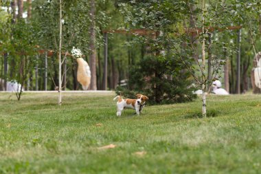 Mutlu Jack Russell Terrier köpeği güneşli bir günde parkta oynarken ağzında bir dal tutuyor. Jack Russell Terrier köpeği dışarıda koşuyor ve oynuyor. Mutlu hayvanlar yaşam konsepti