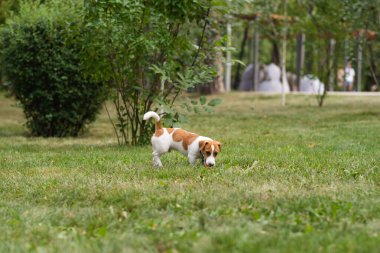 Güneşli bir günde parkta top oynayan mutlu Jack Russell Terrier köpeği. Jack Russell Terrier köpeği dışarıda koşuyor ve oynuyor. Mutlu hayvanlar yaşam konsepti