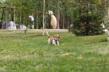 Güneşli bir günde parkta top oynayan mutlu Jack Russell Terrier köpeği. Jack Russell Terrier köpeği dışarıda koşuyor ve oynuyor. Mutlu hayvanlar yaşam konsepti