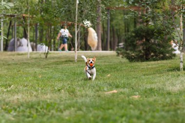 Güneşli bir günde parkta top oynayan mutlu Jack Russell Terrier köpeği. Jack Russell Terrier köpeği dışarıda koşuyor ve oynuyor. Mutlu hayvanlar yaşam konsepti