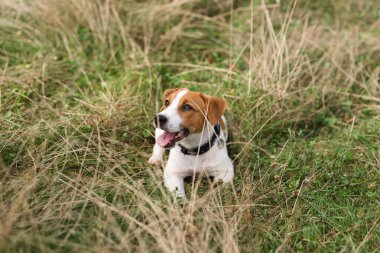 Çimlerin üzerinde tasma takan Jack Russell Terrier 'ın şirin portresi. Köpeklerde, semptomlarda ve tedavide Ragweed alerjisi