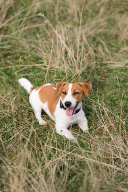 Çimlerin üzerinde tasma takan Jack Russell Terrier 'ın şirin portresi. Köpeklerde, semptomlarda ve tedavide Ragweed alerjisi
