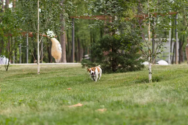 Mutlu Jack Russell Terrier köpeği güneşli bir günde parkta oynarken ağzında bir dal tutuyor. Jack Russell Terrier köpeği dışarıda koşuyor ve oynuyor. Mutlu hayvanlar yaşam konsepti