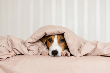 Tatlı Jack Russell Terrier köpeği yumuşak bej bir battaniyeyle kaplı bir yatakta yatıyor. Kahverengi ve beyaz kürklü komik köpek yavrusu, battaniyenin altından bakıyor, yatağın üzerinde dinleniyor. Konforlu ev havası