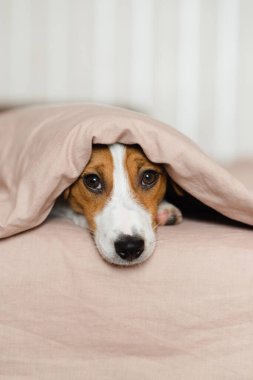 Tatlı Jack Russell Terrier köpeği yumuşak bej bir battaniyeyle kaplı bir yatakta yatıyor. Kahverengi ve beyaz kürklü komik köpek yavrusu, battaniyenin altından bakıyor, yatağın üzerinde dinleniyor. Konforlu ev havası