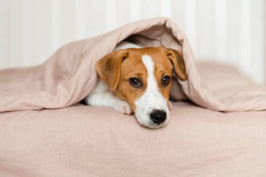 Tatlı Jack Russell Terrier köpeği yumuşak bej bir battaniyeyle kaplı bir yatakta yatıyor. Kahverengi ve beyaz kürklü komik köpek yavrusu, battaniyenin altından bakıyor, yatağın üzerinde dinleniyor. Konforlu ev havası
