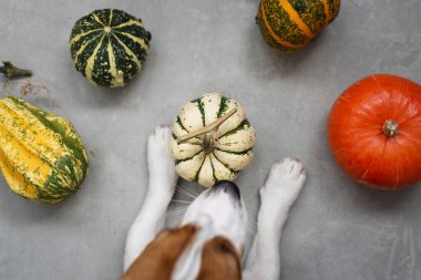 Gri arka planda çeşitli dekoratif balkabakları olan şirin Jack Russell Terrier köpeği. Sonbahar, Cadılar Bayramı ve Şükran Günü konsepti, üst manzara