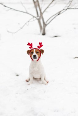 Sevimli bir Jack Russell Terrier köpeği karda oturan süslü ren geyiği boynuzları giyer. Kış ve Noel konsepti