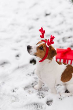 Sevimli bir Jack Russell Terrier köpeği, karda bir Noel ağacının altında oturmuş kırmızı kurdeleli hediye kutusuna bakıyor. Köpek için Noel hediyesi