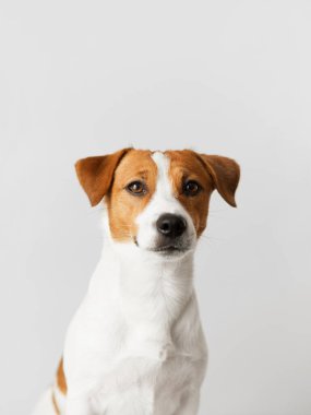 Sevimli Jack Russell Terrier köpeği gri arka planda oturuyor, kopyalama alanı