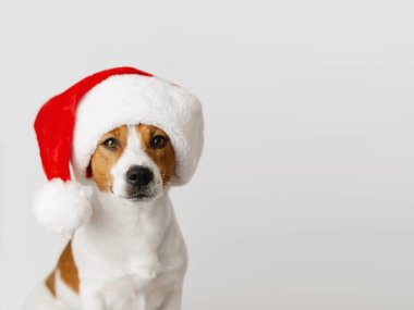Sevimli Jack Russell Terrier köpeği açık gri arka planda kırmızı Noel Baba şapkası takıyor. Mutlu yıllar ve mutlu noeller. Evcil bir hayvanla birlikte. Kopya alanı.