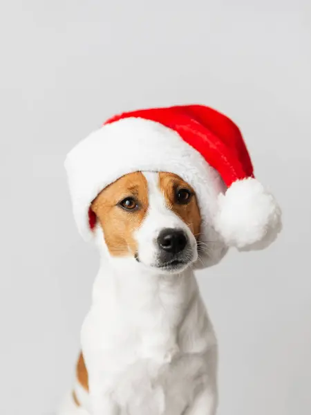 Sevimli Jack Russell Terrier köpeği açık gri arka planda kırmızı Noel Baba şapkası takıyor. Mutlu yıllar ve mutlu noeller. Evcil bir hayvanla birlikte. Kopya alanı.