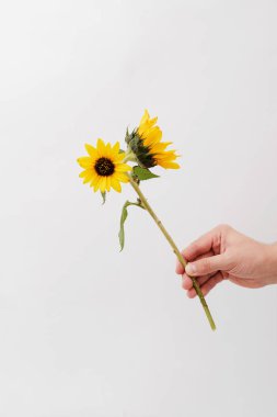 Beyaz arka planda el ele tutuşan ayçiçeği. Minimalist çiçek kavramı, kopyalama alanı