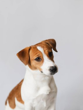Beyaz minimalist arka planda oturan sevimli Jack Russell Terrier köpeği. Hayvan portresi, kopyalama alanı