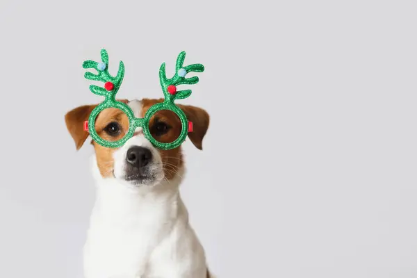 Beyaz arka planda yeşil geyik boynuzu gözlüğü takan sevimli Jack Russell Terrier köpeği. Noel konsepti, kopyalama alanı