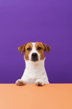 Minimalist Jack Russell Terrier 'ın portresi. Mor arka planda patileri turuncu masada. Yaratıcı Cadılar Bayramı kavramı, kopyalama alanı
