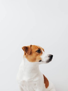 Şirin Jack Russell Terrier köpeği beyaz arka plana bakar, kopyalama alanı