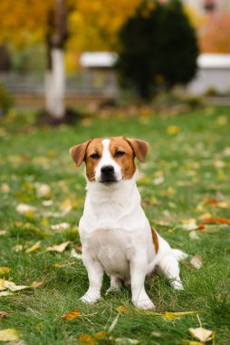 Jack Russell Terrier köpeği sonbahar parkında yapraklarıyla yeşil çimlerde oturuyor. Köpek ödül için bekliyor ve sahibinin emirlerini sonbahar yürüyüşünde yerine getiriyor. 