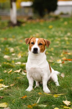 Jack Russell Terrier köpeği sonbahar parkında yapraklarıyla yeşil çimlerde oturuyor. Köpek ödül için bekliyor ve sahibinin emirlerini sonbahar yürüyüşünde yerine getiriyor. 