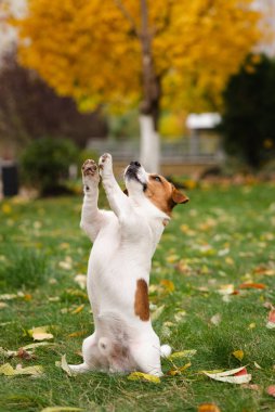 Jack Russell Terrier köpeği sonbahar parkında yapraklarıyla yeşil çimlerde oturuyor. Köpek ödül için bekliyor ve sahibinin emirlerini sonbahar yürüyüşünde yerine getiriyor. 