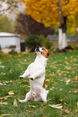 Jack Russell Terrier köpeği sonbahar parkında yapraklarıyla yeşil çimlerde oturuyor. Köpek ödül için bekliyor ve sahibinin emirlerini sonbahar yürüyüşünde yerine getiriyor. 