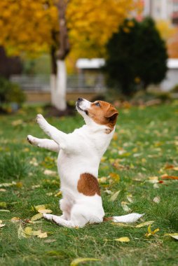 Jack Russell Terrier köpeği sonbahar parkında yapraklarıyla yeşil çimlerde oturuyor. Köpek ödül için bekliyor ve sahibinin emirlerini sonbahar yürüyüşünde yerine getiriyor. 