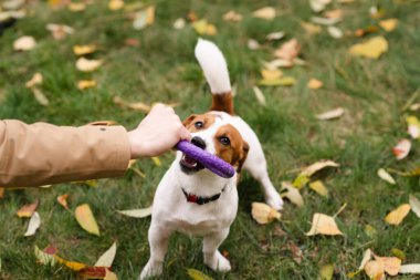 Şirin Jack Russell Terrier köpeği ve sahibi bir sonbahar günü parkta interaktif bir oyuncakla oynuyorlar. Sevimli köpek ve sahibi birlikte vakit geçiriyorlar, evcil hayvan severler konsepti.