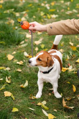 Şirin Jack Russell Terrier köpeği ve sahibi bir sonbahar günü parkta interaktif bir oyuncakla oynuyorlar. Sevimli köpek ve sahibi birlikte vakit geçiriyorlar, evcil hayvan severler konsepti.