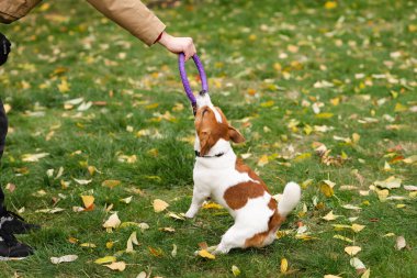 Şirin Jack Russell Terrier köpeği ve sahibi bir sonbahar günü parkta interaktif bir oyuncakla oynuyorlar. Sevimli köpek ve sahibi birlikte vakit geçiriyorlar, evcil hayvan severler konsepti.