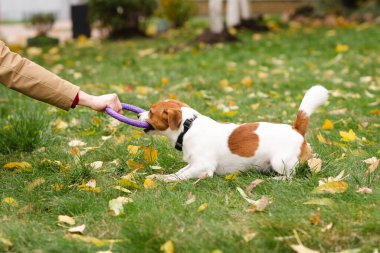 Şirin Jack Russell Terrier köpeği ve sahibi bir sonbahar günü parkta interaktif bir oyuncakla oynuyorlar. Sevimli köpek ve sahibi birlikte vakit geçiriyorlar, evcil hayvan severler konsepti.