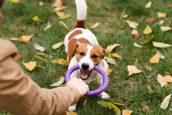 Şirin Jack Russell Terrier köpeği ve sahibi bir sonbahar günü parkta interaktif bir oyuncakla oynuyorlar. Sevimli köpek ve sahibi birlikte vakit geçiriyorlar, evcil hayvan severler konsepti.