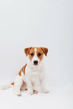 Noel 'de beyaz arka planda oturan komik Jack Russell Terrier köpeği. Noel ışıklarına sarılı tatil köpeği, kopyalama alanı