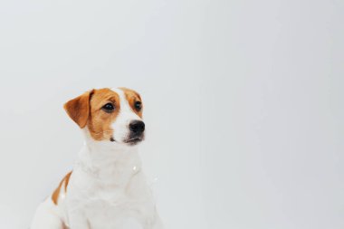 Noel 'de beyaz arka planda oturan komik Jack Russell Terrier köpeği. Noel ışıklarına sarılı tatil köpeği, kopyalama alanı