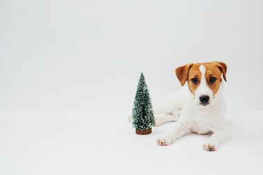 Beyaz arka planda oyuncak Noel ağacıyla oturan komik Jack Russell Terrier köpeği. Beyaz arkaplanda izole edilmiş tatil köpek yavrusu, boşluğu kopyala