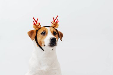 Noel geyiği boynuzu takan şirin Jack Russell Terrier köpeği beyaz arka planda oturuyor ve neşeli görünüyor. Mutlu yıllar ve evcil hayvanlı Mutlu Noeller kartı, kopyalama alanı