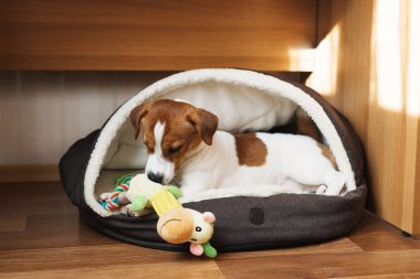 Şirin Jack Russell teriyer köpeği şık evcil yatağında kapüşonlu ve yumuşak tüylü bir şekilde ısınıyor. Köpekler için rahat bir köpek yatağı. Genellikle üşürler, evcil hayvan sevgisi veya evcil hayvan bakımı konsepti.