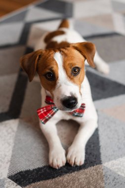 Noel papyonu takıp halıya uzanmış kameraya bakan sevimli Jack Russell Terrier. Oyuncu beyaz ve kahverengi köpek, evcil hayvanlar için aksesuarlarla şık ve şenlikli görünüyor.