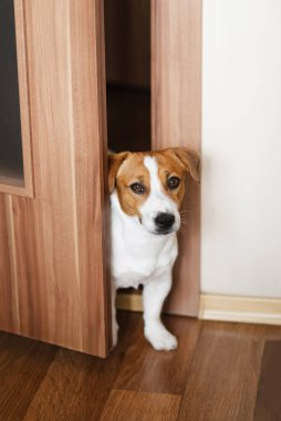 Şirin Jack Russell Terrier köpeği odadaki açık kapıdan tuhaf bir şekilde bakıyor. Kapı aralığından tuhaf bir köpek, komik evcil hayvanlar konsepti.
