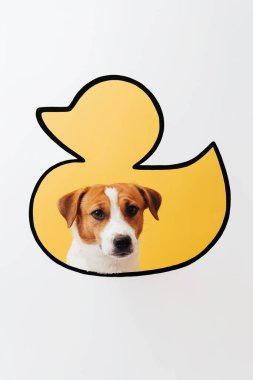 Funny Jack Russell Terrier dog's face are peeking through duck shaped hole in white paper on yellow background, showing a mix of surprise and joy. Creative pet photography, copy space clipart