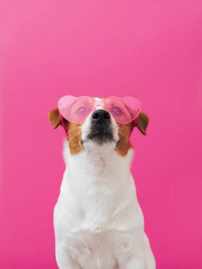Pembe kalp şeklinde güneş gözlüklü sevimli Jack Russell Terrier köpeği oturuyor ve pembe arka planda kameraya bakıyor. Sevgililer Günü tebrik kartı konsepti. Sevimli Sevgililer Günü köpeği, kopyalama alanı