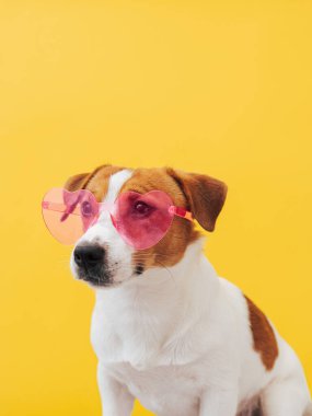Pembe kalp şeklinde güneş gözlüklü sevimli Jack Russell Terrier köpeği oturuyor ve sarı arka plandaki kameraya bakıyor. Sevgililer Günü tebrik kartı konsepti. Sevimli Sevgililer Günü köpeği, kopyalama alanı