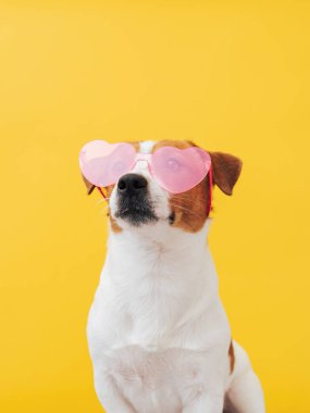 Pembe kalp şeklinde güneş gözlüklü sevimli Jack Russell Terrier köpeği oturuyor ve sarı arka plandaki kameraya bakıyor. Sevgililer Günü tebrik kartı konsepti. Sevimli Sevgililer Günü köpeği, kopyalama alanı