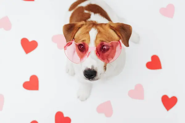 Sevimli Jack Russell Terrier köpeği pembe kalp şeklinde güneş gözlüğü takıyor. Beyaz arka planda pembe ve kırmızı kalplerle çevrili. Sevgililer Günü tebrik kartı konsepti. Sevimli Sevgililer Günü köpeği, en güzel manzara.