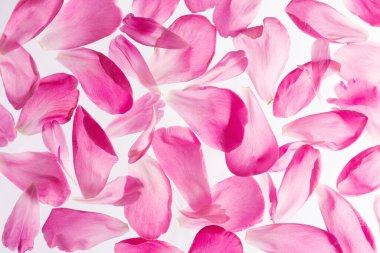 Beyaz arka planda pembe şakayık yapraklarının görüntüsünü kapat. Kadınlar Günü ya da Mart konsepti. Çiçek açan şakayıklardan gelen tebrik kartı, doğal tatil geçmişi, üst manzara.