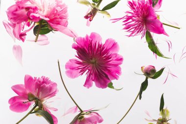 Beyaz arka planda pembe şakayık deseni. Kadınlar Günü ya da Mart ayının başlangıcı. Çiçek açan şakayıktan tebrik kartı. Doğal tatil geçmişi