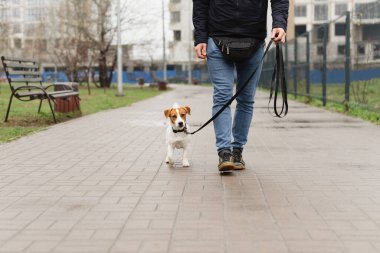 Sevimli Jack Russell Terrier köpeği yağmurlu bir baharın ilk günlerinde sahibiyle yürüyüşe çıkıyor. Bir bahar günü tasmalı köpek sahibiyle birlikte dışarıda yürüyor. Hayvan sever kavramı
