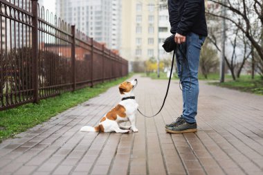 Sevimli Jack Russell Terrier köpeği yağmurlu bir baharın ilk günlerinde sahibiyle yürüyüşe çıkıyor. Bir bahar günü tasmalı köpek sahibiyle birlikte dışarıda yürüyor. Hayvan sever kavramı